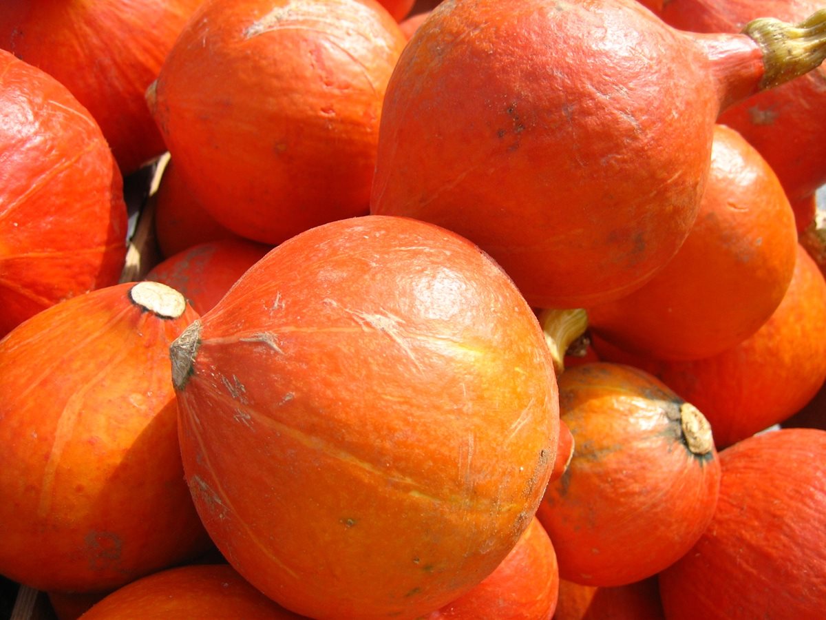 Oranžové září 