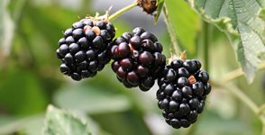 2-ostruziny-pixa-1.jpg 2-ostruziny-pixa-1.jpg